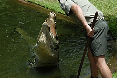 0079 Cairns Tropical Zoo